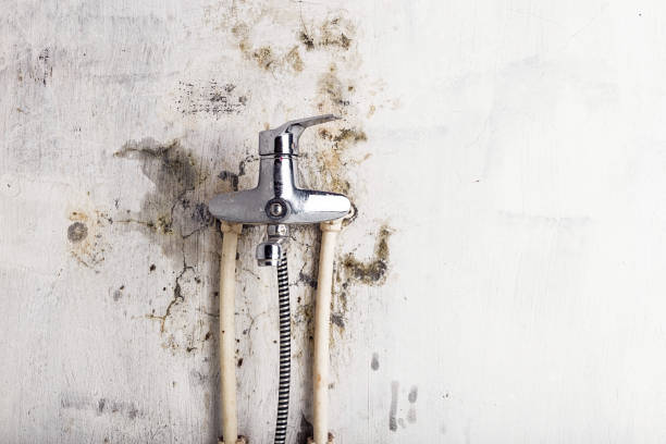 Best Certified Mold Removal  in Holland, TX