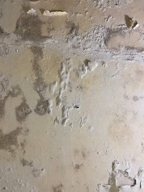 Best Fast Mold Removal  in Holland, TX