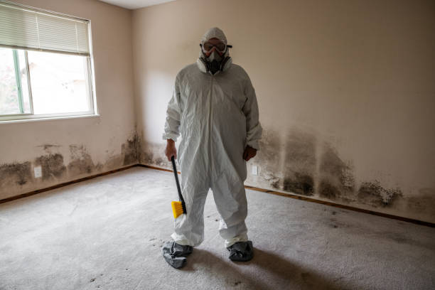 Best Mold Removal and Inspection  in Holland, TX