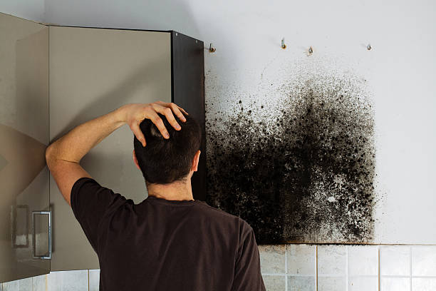 Best Mold Cleaning Services  in Holland, TX