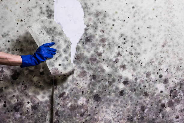 Best Mold Remediation Services  in Holland, TX