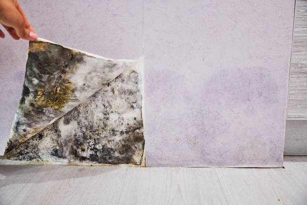 Best Black Mold Removal  in Holland, TX